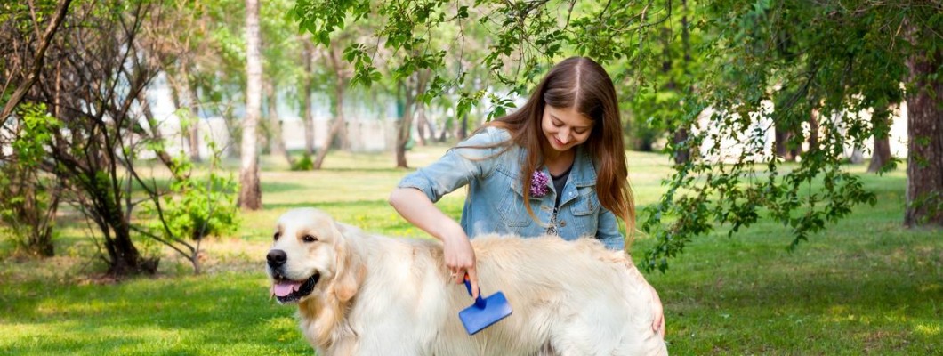 Köpek Bakımı Nasıl Yapılır